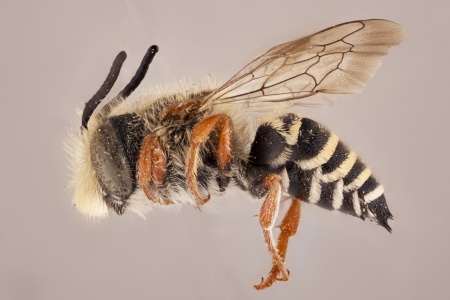 [Coelioxys pergandei (lateral/side view) thumbnail]